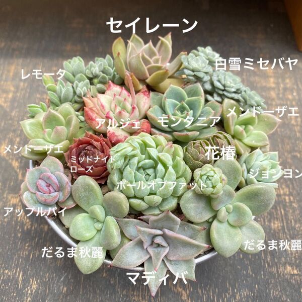 多肉植物 ① 寄せ植え用 苗セット