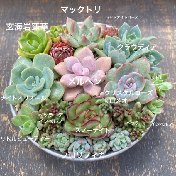 多肉植物 ⑧ 寄せ植え用 苗セット