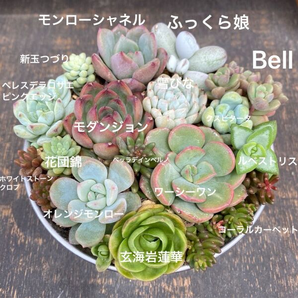 多肉植物 ① 寄せ植え用 苗セット
