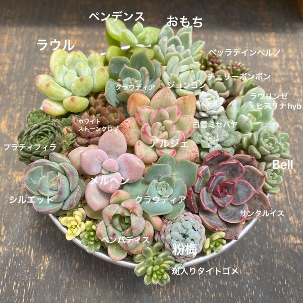 多肉植物 ⑤ 寄せ植え用 苗セット