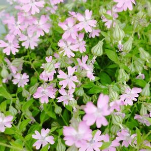 シレネ種 100粒 7 ピンクの小花 今春収穫
