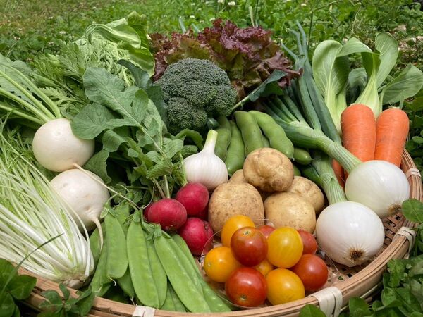 新鮮!旬の野菜セット(初夏) Sサイズ 栽培期間中農薬・化学肥料不使用