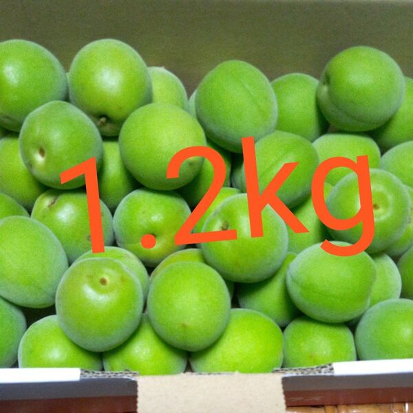 無農薬 青梅 箱込みで1.2kg 美品