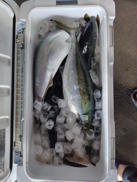 青物専用 海上釣堀 替え針 10本セット ヒラマサ針仕様