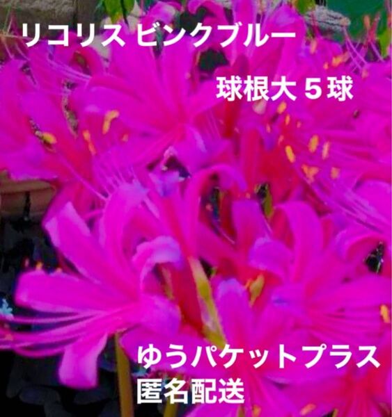 【レア品種】リコリス ネリネ ピンクブルー 彼岸花 球根大5球