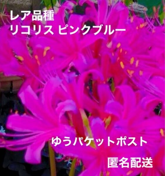 【レア品種】リコリス ネリネ ピンクブルー 彼岸花 球根大6球 開花サイズ