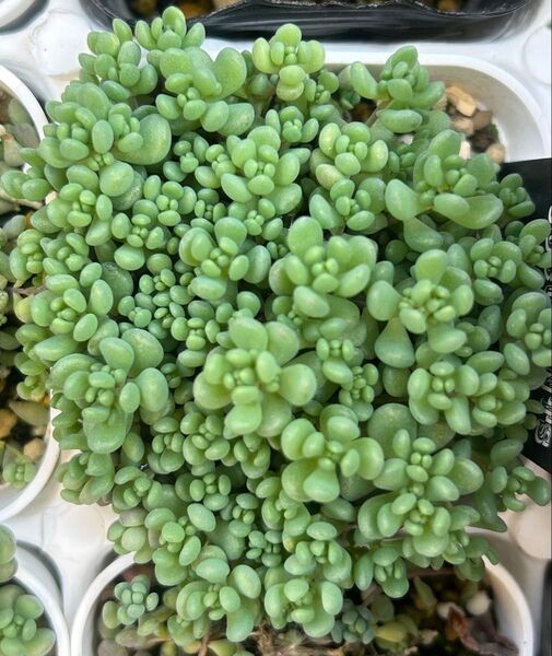 多肉植物 セダム パープルヘイズ カット苗