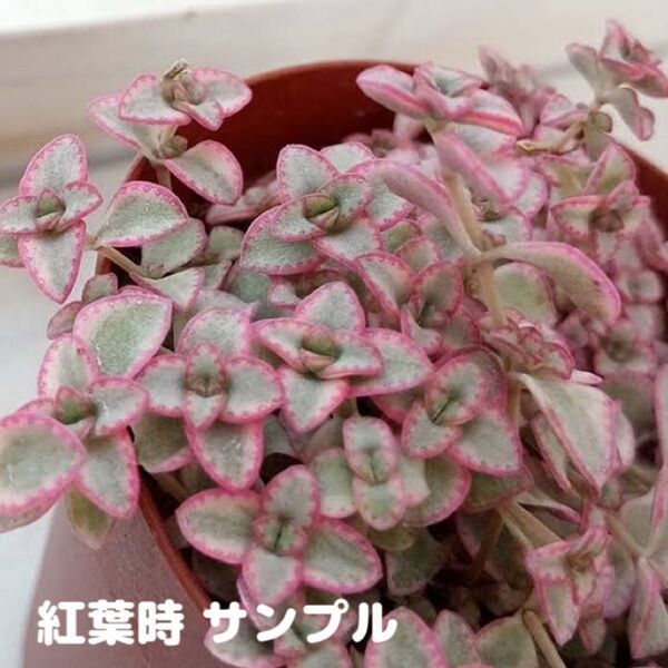 多肉植物 クラッスラ リトルミッシー カット苗 セダム 寄せ植え グランドカバー