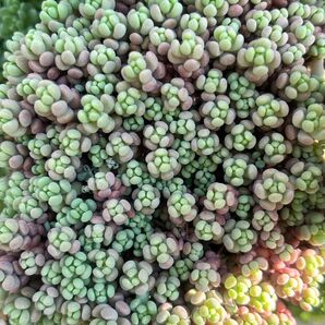 多肉植物 セダム パープルヘイズ カット苗
