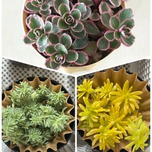 多肉植物 セダム カット苗 詰め合わせ トリカラー・ミモザ・斑入りパリダム(クリームソーダ )
