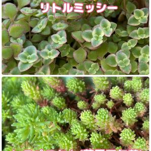 多肉植物 セダム リトルミッシー・ヒスパニクム カット苗 それぞれ30カット 詰め合わせ セット