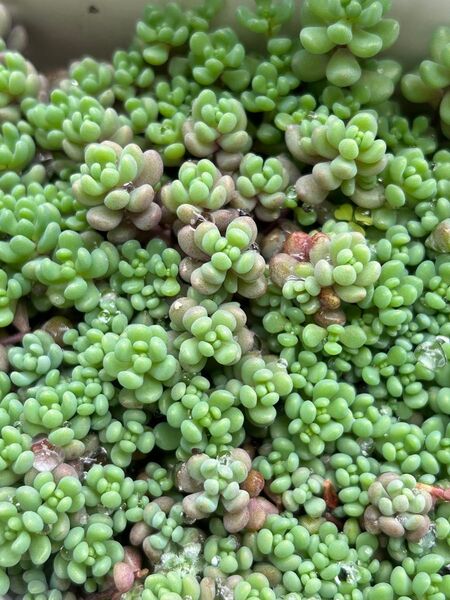 多肉植物 セダム パープルヘイズ カット苗
