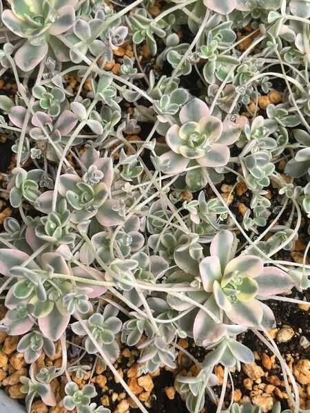 多肉植物 子持ち蓮華錦 鏡花 画像の中から2苗 抜き苗