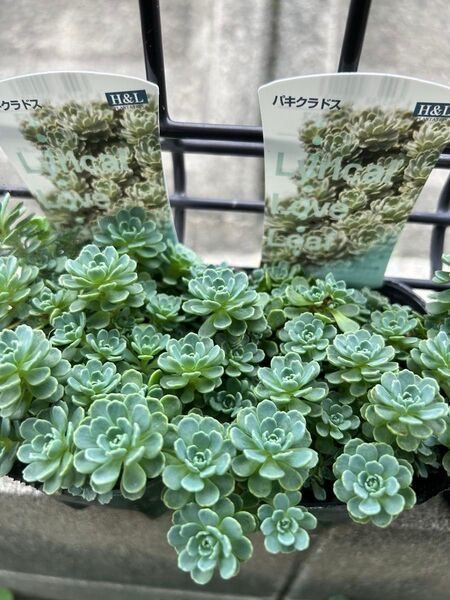 10カット 多肉植物 ローズセダム カット苗 ロディオラ パキクラドス
