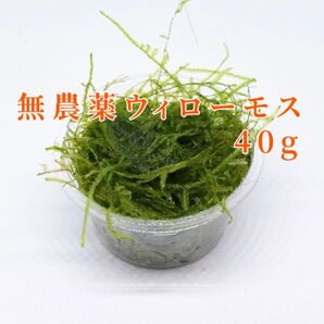 ウィローモス40g無農薬屋外