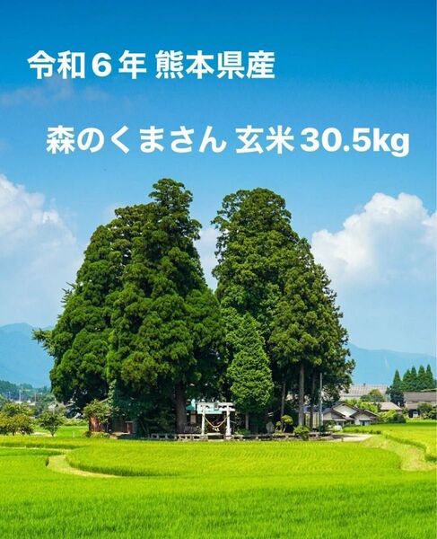 令和6年 熊本県産(南阿蘇村産)森のくまさん 玄米30.5kg(袋込) ラスト出品