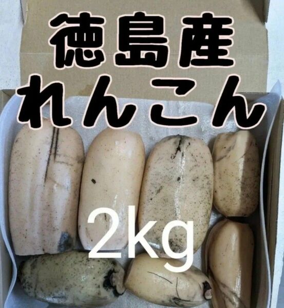 徳島県産 れんこん 2kg