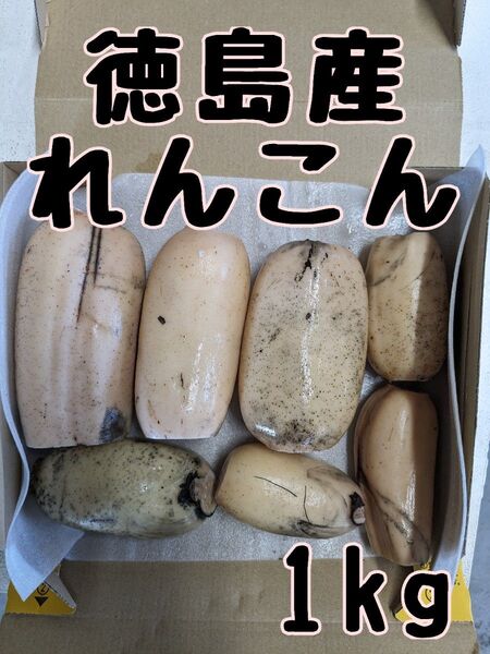 徳島県産れんこん 1kg