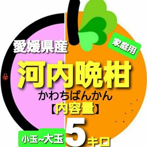 愛媛県産◇河内晩柑◆家庭用◆小玉~大玉◇内容量5キロ。