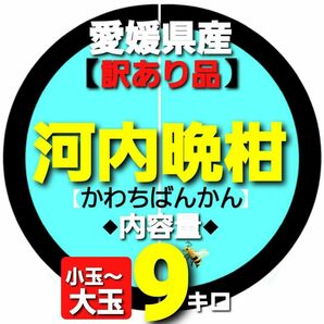 愛媛県産◇河内晩柑◆訳あり品◆小玉~大玉◇内容量9キロ。