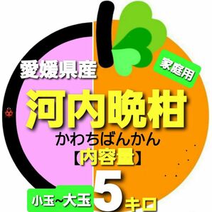 愛媛県産◇河内晩柑◆家庭用◆小玉~大玉◇内容量5キロ。