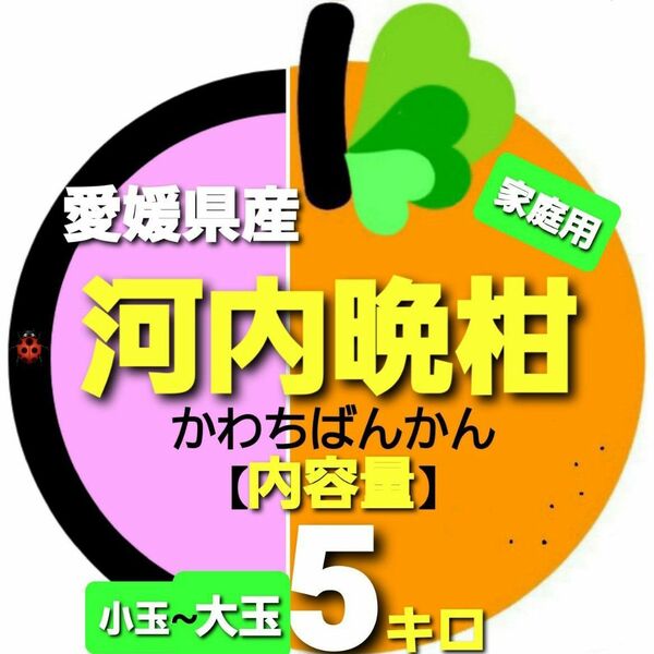 愛媛県産◇河内晩柑◆家庭用◆小玉~大玉◇内容量5キロ。
