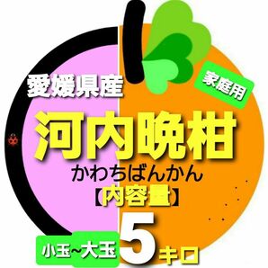 愛媛県産◇河内晩柑◆家庭用◆小玉~大玉◇内容量5キロ。