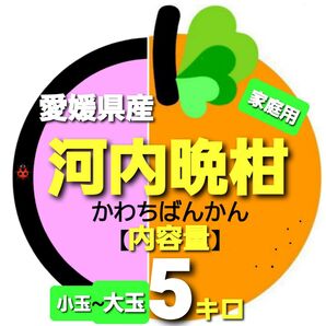 愛媛県産◇河内晩柑◆家庭用◆小玉~大玉◇内容量5キロ。