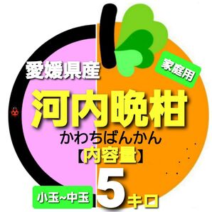 愛媛県産◇河内晩柑◆家庭用◆小玉~中玉◇内容量5キロ。