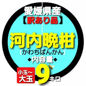 愛媛県産◇河内晩柑◆訳あり品◆小玉~大玉◇内容量9キロ。