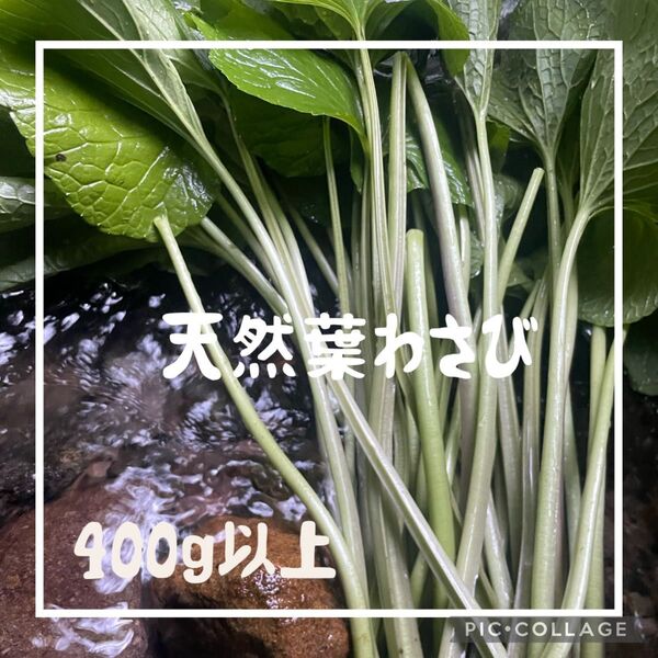 信州浅間山産 天然葉わさび 400g 生わさび5 1本付きます