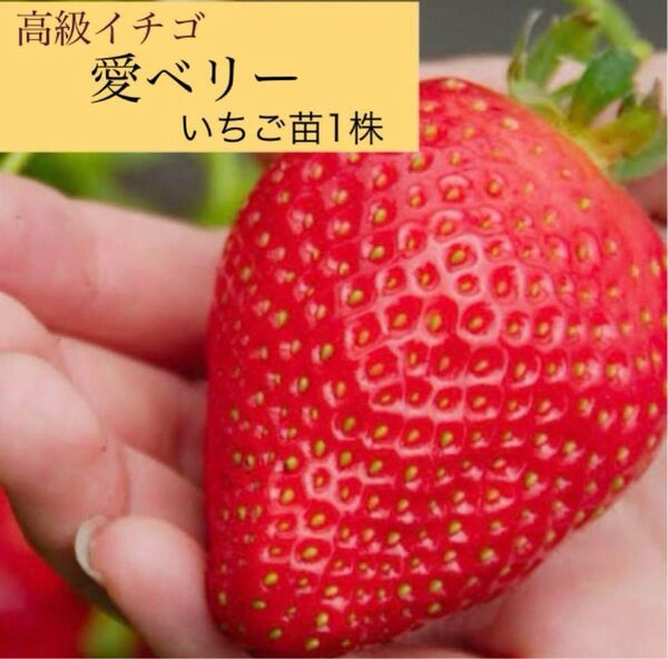 希少品種 愛ベリー いちご苗1株