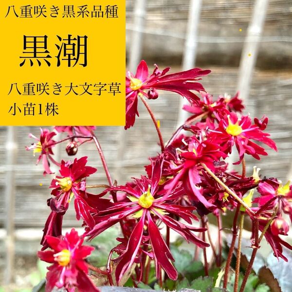 八重咲き黒系品種『黒潮 』八重咲き希少大文字草 小苗1株