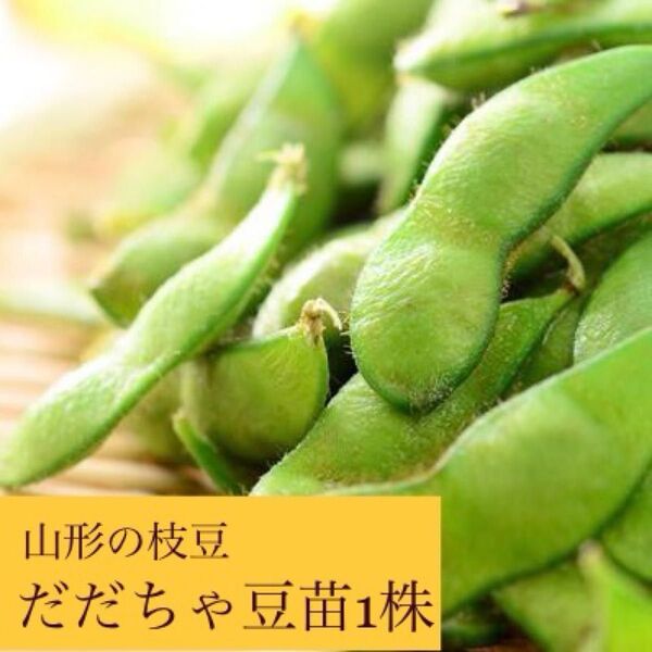 ☆山形の野菜☆だだちゃ豆 枝豆苗1株
