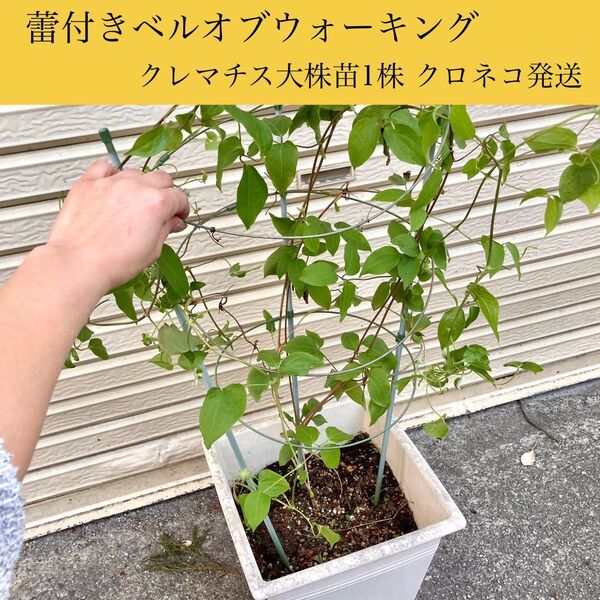 里親募集 ベルオブウォーキング クレマチス大株苗1株