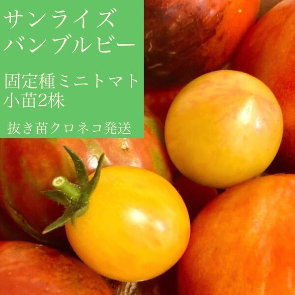 サンライズバンブルビー エアルームミニトマト小苗2株