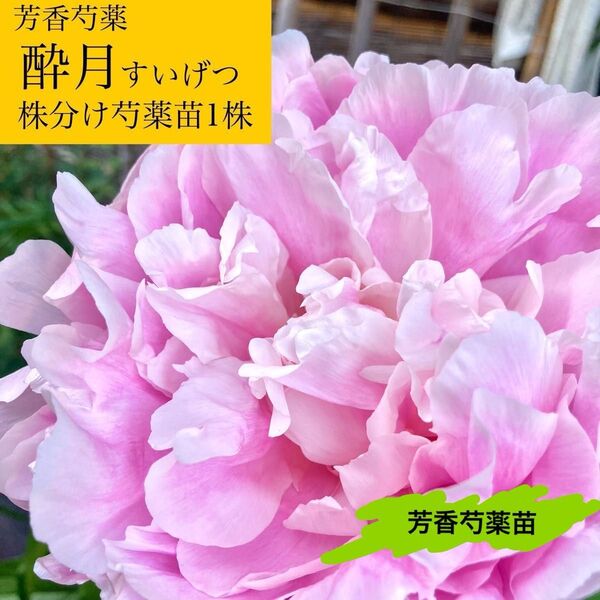 甘く香る芍薬『酔月』芍薬株分け苗1株