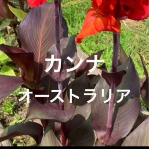カンナ オーストラリア 苗 抜き苗 花