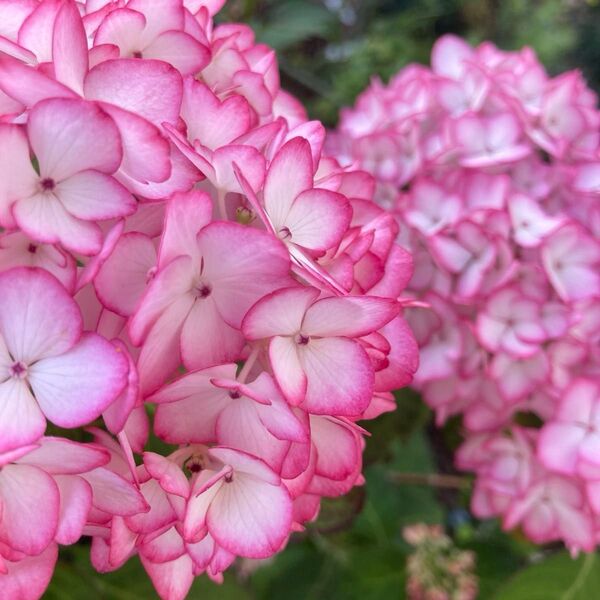 紫陽花ラディッシュ挿し穂2本