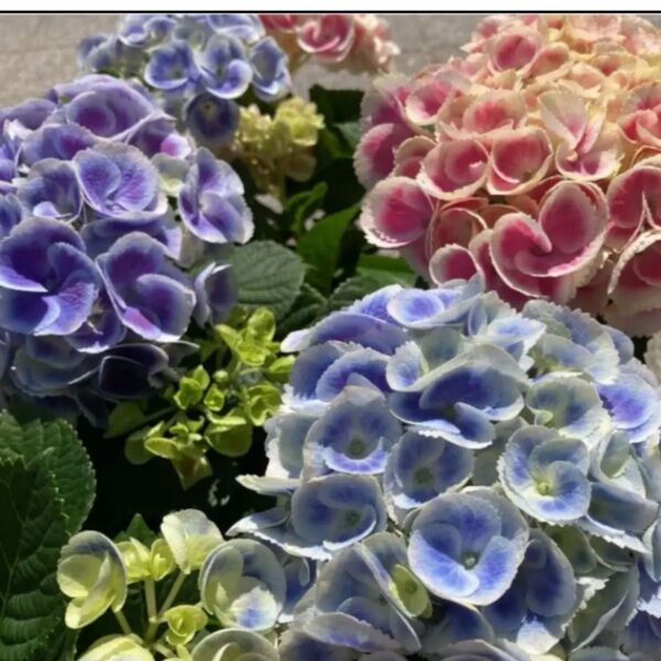くるくる紫陽花挿し穂2本おまけ5本