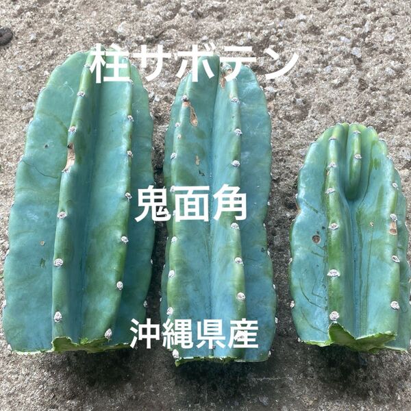 柱サボテン 鬼面角 沖縄県産