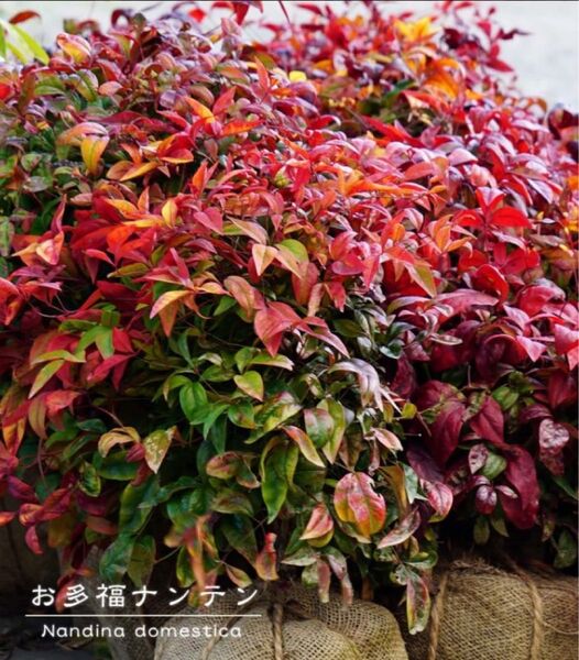 おたふく南天 挿し木用カット枝 約25㎝ 2本