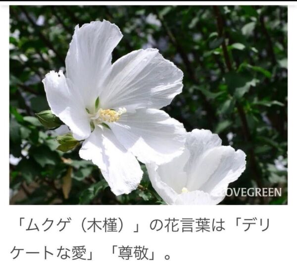 ムクゲ 白色 1本 + 挿し木用カット芽 2本