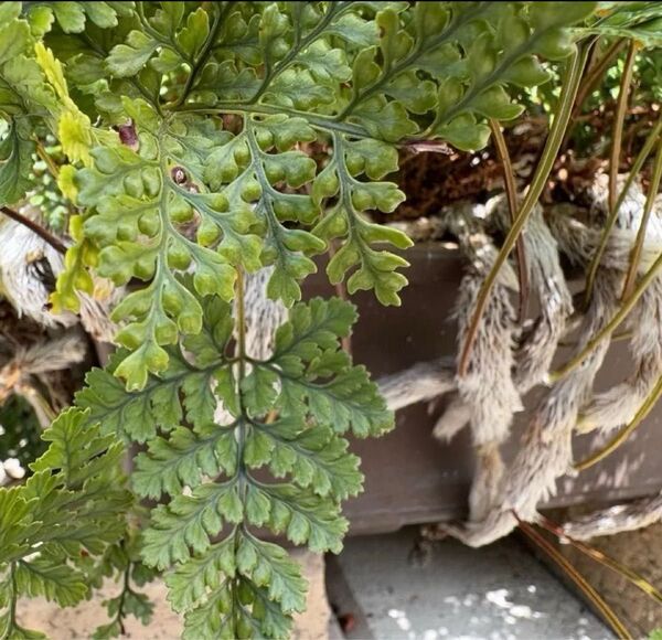 トキワシノブ 猫のしっぽ?手? 根茎5本以上 盆栽・苔玉造り 着生植物