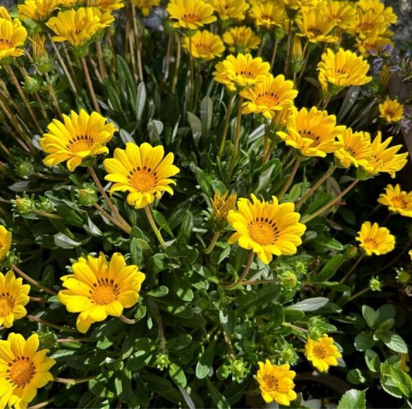 ガザニア 挿し芽用カット芽 約15㎝ 5本以上♪