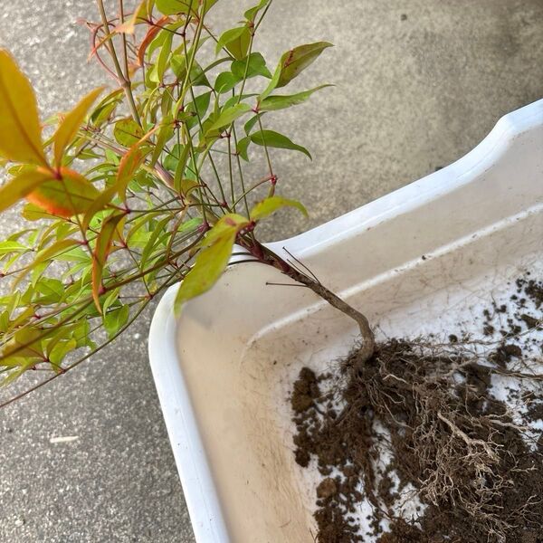 南天 ① 1本 + 挿し木用カット木2本