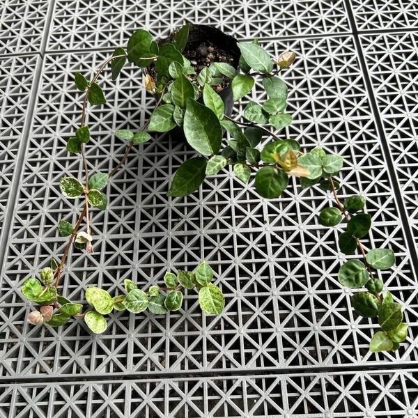 ハツユキカズラ 苗1ポット + 挿し芽用カット芽5本