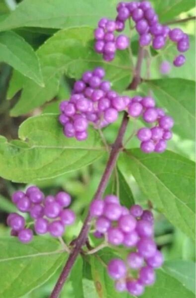 小紫式部 抜き苗 1本 + 挿し木用カット芽 2本