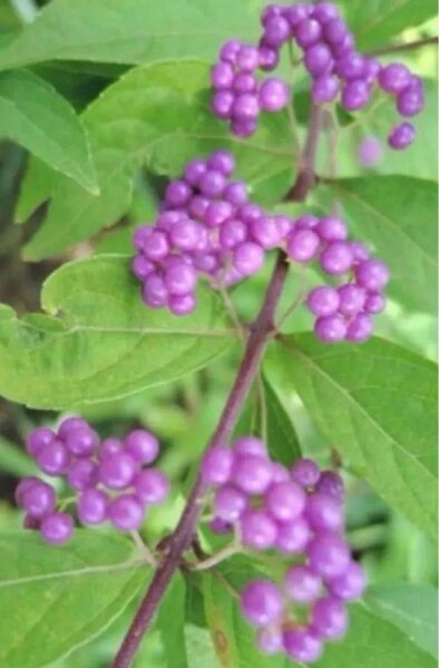 小紫式部 苗木1株 + 挿し芽用カット芽2本