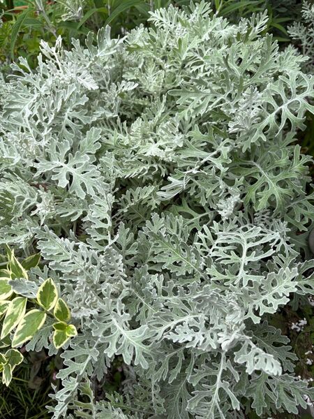 白妙菊 挿し芽用カット芽 約20㎝ 5本以上♪
